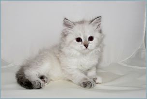 Female Siberian Kitten from Deedlebug Siberians